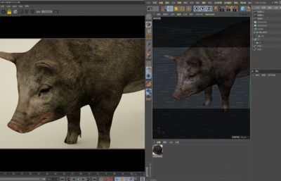 黑猪,家猪肉猪,写实猪C4D模型