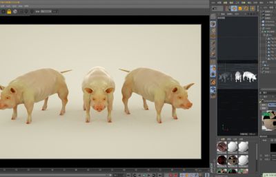 写实家猪,肉猪,白皮猪C4D模型 (带口腔细节）