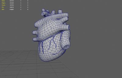 心脏解剖,剖面结构,内部结构Maya模型