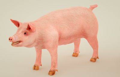 吼叫的家猪,白皮猪,写实猪C4D模型