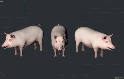 白皮猪,写实猪,母猪C4D模型