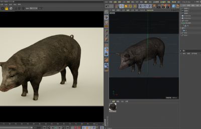 黑猪,家猪肉猪,写实猪C4D模型