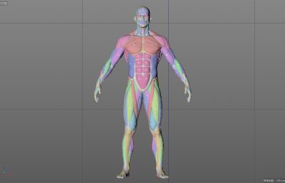 标准人体骨骼肌肉,男人骨骼肌肉结构C4D模型