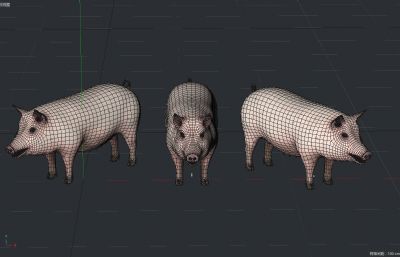 白皮猪,写实猪,母猪C4D模型
