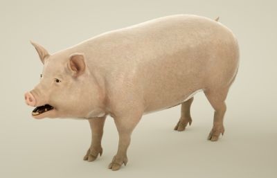 写实猪,白皮猪,家猪C4D模型