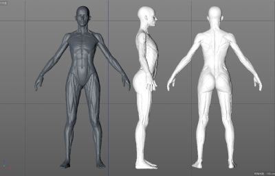 标准人体骨骼肌肉,女人骨骼肌肉C4D模型