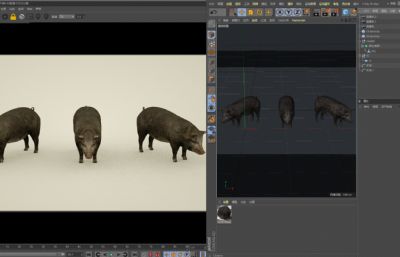 黑猪,家猪肉猪,写实猪C4D模型
