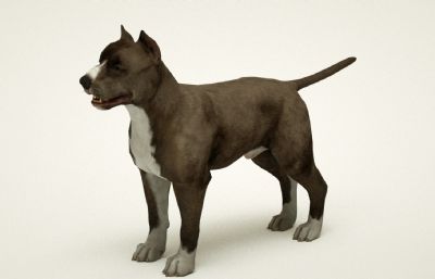 写实杜高犬C4D模型