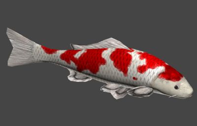 鱼,鲤鱼,锦鲤鱼3D模型,MAX,FBX格式