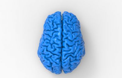 大脑3D打印模型