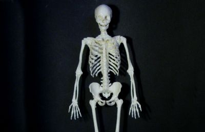 标准人体骨架,医学骨架模型,可打印