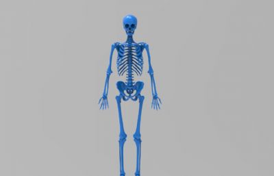 标准人体骨架,医学骨架模型,可打印