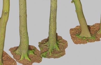 山毛榉树干,树干,木头,4K贴图