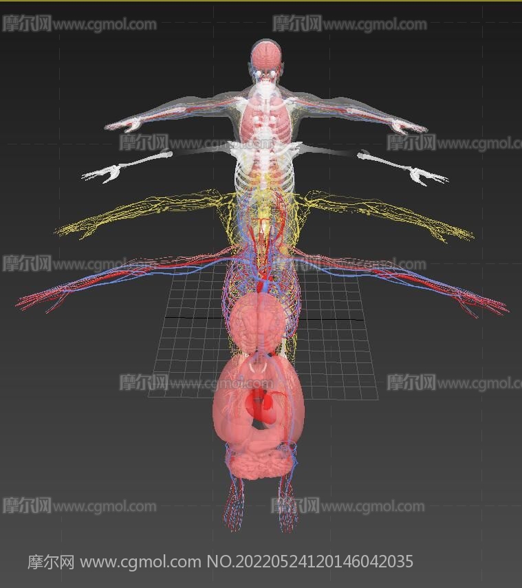 X光人体透视,X光扫描人体结构,神经脉络,骨骼内脏3D模型