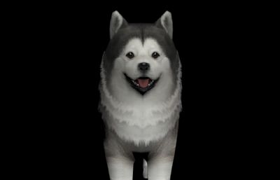 阿拉斯加雪橇犬3D模型