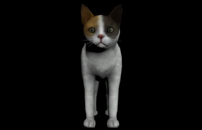japanese bobtail,日本短尾猫3D模型,MAX,FBX格式