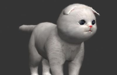 萌猫,可爱猫咪3D模型,有绑定