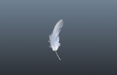 羽毛飘落动画,鸟类羽毛风吹漂浮动画maya模型