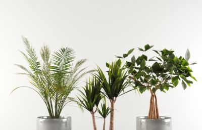 散尾葵,金钱树,龙树盆栽绿植3D模型