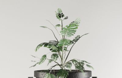 罗兰花,天堂鸟,龟背竹盆栽绿植组合3D模型