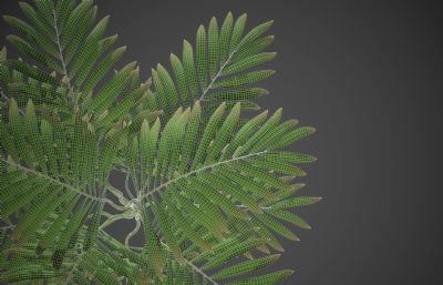 棕榈树,散尾葵绿植blender模型