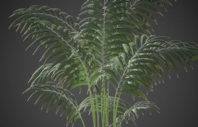 棕榈树,散尾葵绿植blender模型
