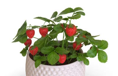 strawberry草莓盆栽3D模型,bip文件带贴图