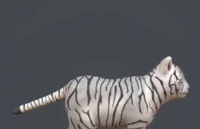 虎年萌宠,虎娃,森林之王老虎3D模型,三套贴图,带贴图绑定