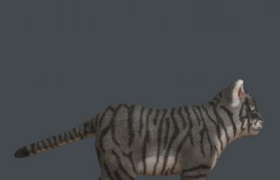 虎年萌宠,虎娃,森林之王老虎3D模型,三套贴图,带贴图绑定
