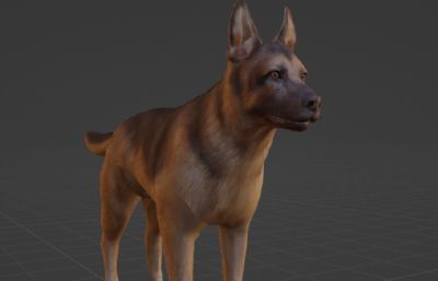 狼狗,三头犬,柯基犬,马犬,等狗子合集3D模型