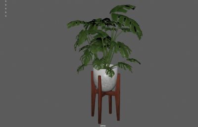 龟背竹植物盆栽,室内绿植花卉盆景3dmaya模型