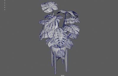 龟背竹植物盆栽,室内绿植花卉盆景3dmaya模型