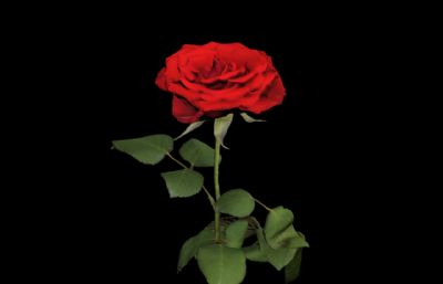 超写实月季,红玫瑰