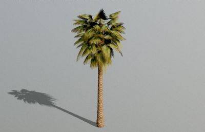 游戏里的写实棕榈树FBX模型