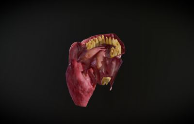 写实人类口腔 舌头 牙齿blender模型