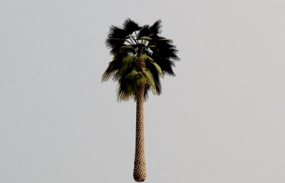 游戏里的写实棕榈树FBX模型