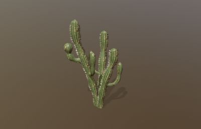 柱型仙人掌 仙人柱 沙漠植物3dmaya模型