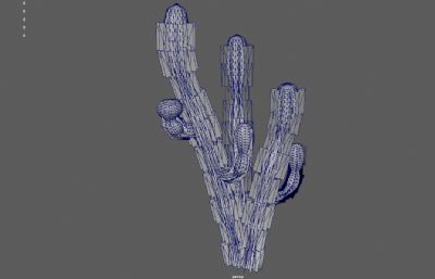 柱型仙人掌 仙人柱 沙漠植物3dmaya模型