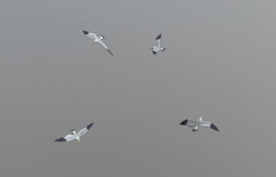 海鸥空中盘旋动画  飞鸟 鸟群3dmaya模型