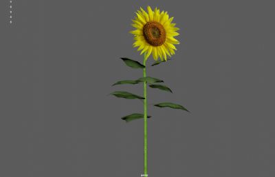 写实向日葵,太阳花 ,向阳花3dmaya模型,已塌陷