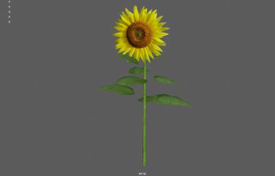 写实向日葵,太阳花 ,向阳花3dmaya模型,已塌陷
