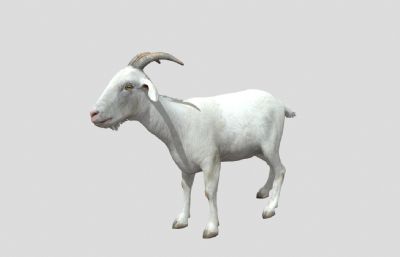 写实山羊,公羊3D模型,带动画