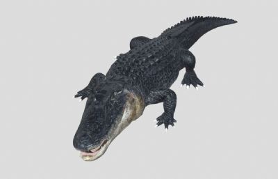 写实鳄鱼3D模型,带动画