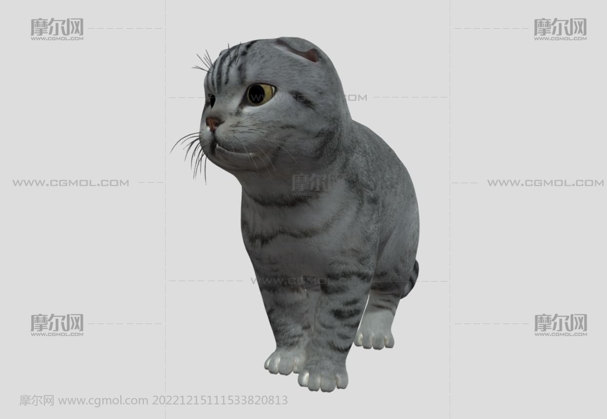 苏格兰折耳猫写实3D模型,带舔爪子动画