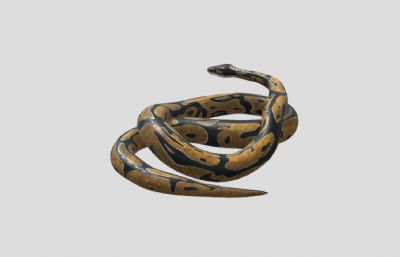 大蟒蛇,亚马逊森蚺写实模型,带动画