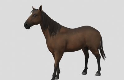 写实马匹3D模型,待机动画