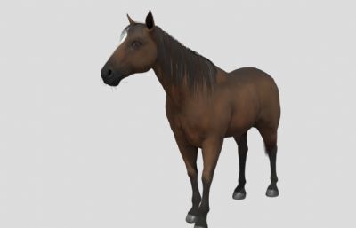 写实马匹3D模型,待机动画
