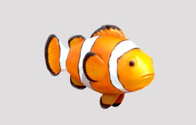 clownfish小丑鱼写实3D模型