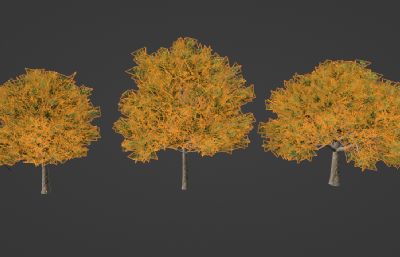 三棵写实大树,香樟树blender模型