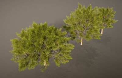 三棵写实大树,香樟树blender模型